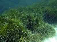 España declarará un área marina protegida de cetáceos en el Mediterráneo de 46.000 km2