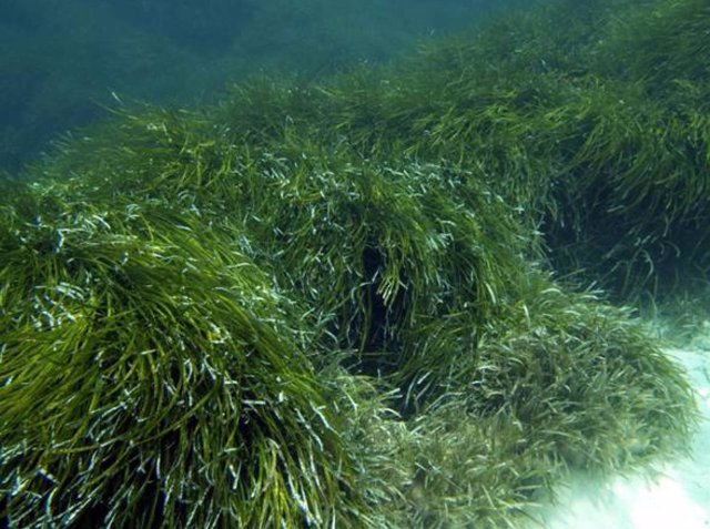 Praderas De Posidonia Submarina