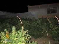 Descubren una plantación de marihuana al tratar de evitar un robo de ganado