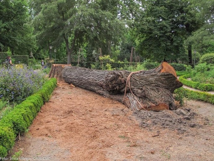 Olmo muerto por grafiosis en el Real Jardín Botánico de Madrid