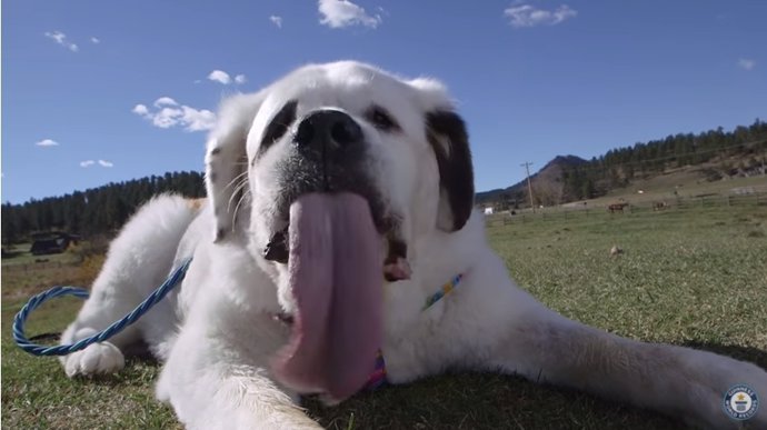 Mochi, el perro con la lengua más larga del mundo. Récord Guinness