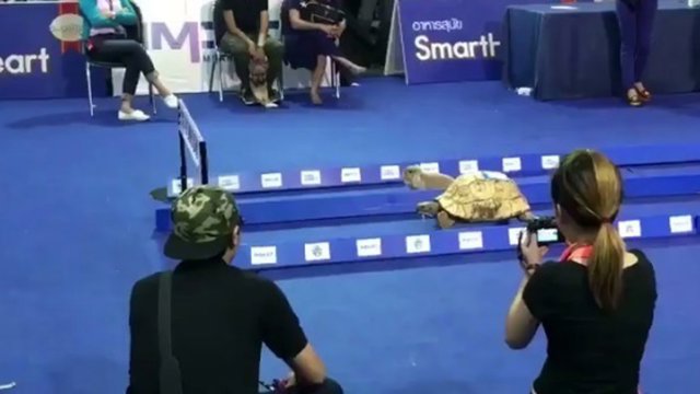 Carrera entre una liebre y una tortuga