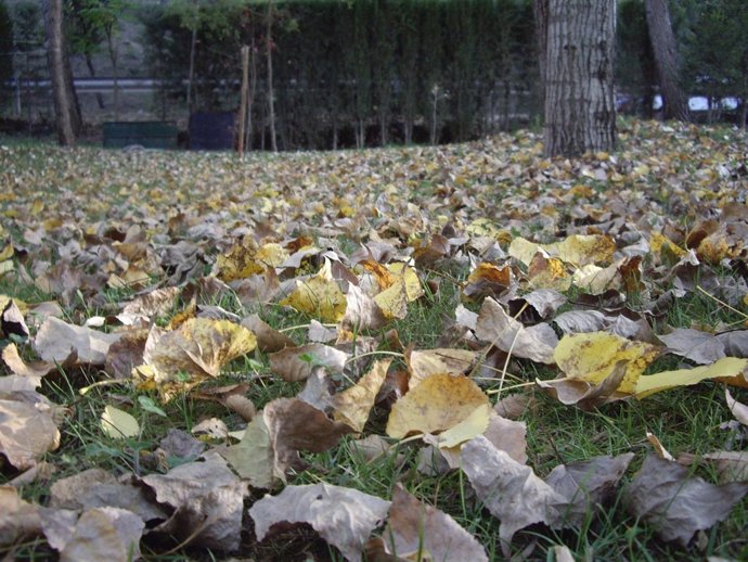Hojas Caídas En Otoño