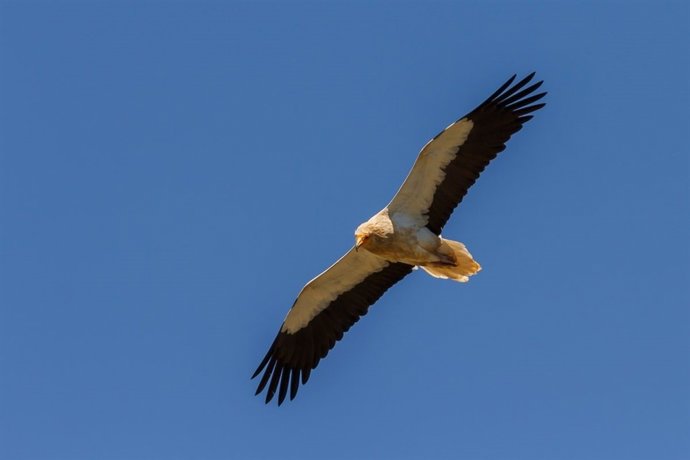 Ejemplar de alimoche en vuelo