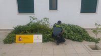 Investigan a un vecino de El Pedroso (Sevilla) tras el hallazgo de cinco plantas de marihuana en una vivienda