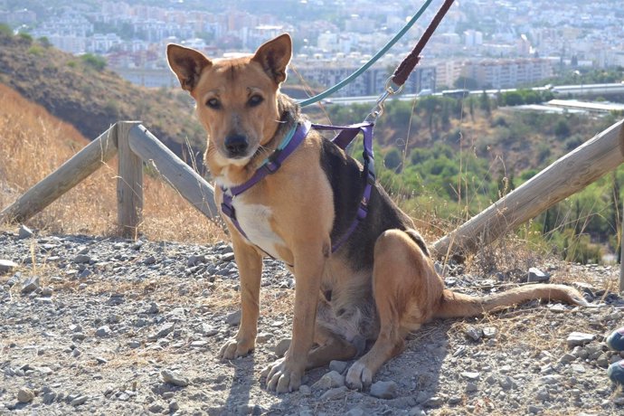 Perro en adopción protectora de animales málaga abandonado can animales