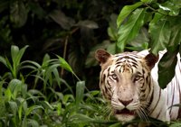 Dos cachorros de tigre blanco matan a uno de sus cuidadores en un parque natural de India