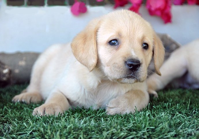 Castellón incorporará un segundo perro policía