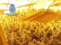 Dos detenidos tras la intervención de 800 plantas de marihuana en una vivienda de la zona norte de Granada