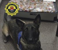 La unidad canina detecta a un joven en la estación de autobuses de Alicante con 11,6 kilos de marihuana en una maleta