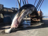 Hallan muerto un cachalote en aguas de El Hierro