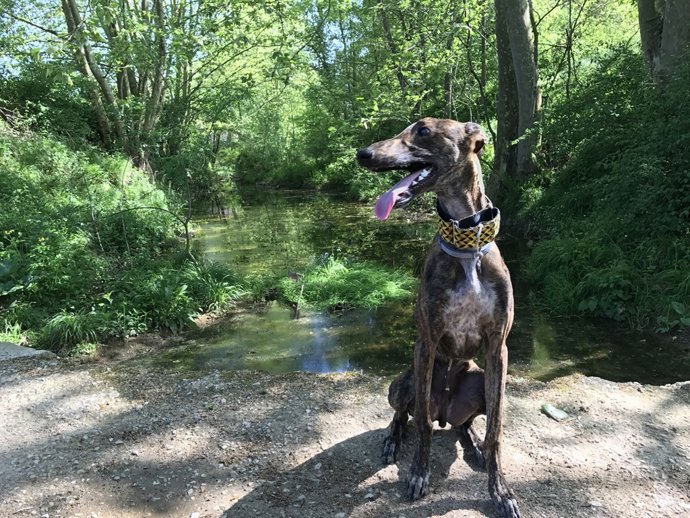 Gos, gos, teràpia, nens, salut, animal de companyia