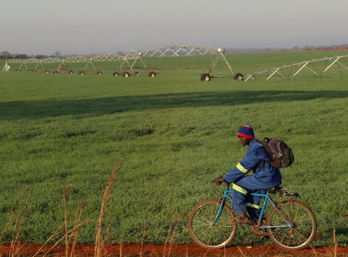 Campo de trigo con riego artificial en Zimbabue