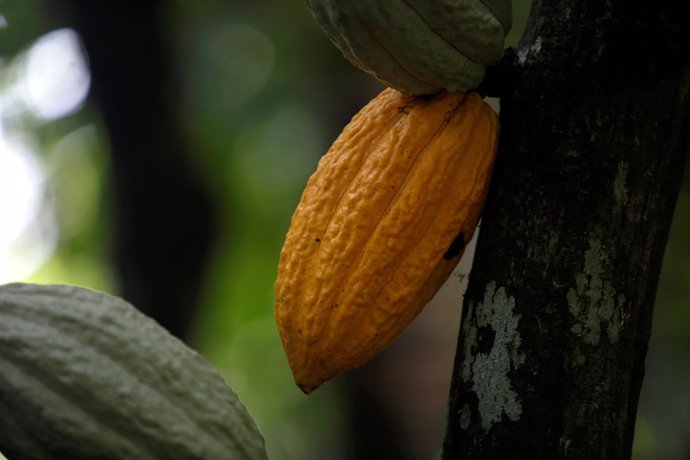Vainas de cacao maduras en Costa de Marfil