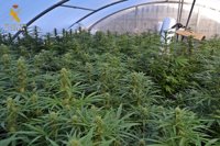 Cinco detenidos en el desmantelamiento de la mayor plantación de marihuana realizada en Extremadura