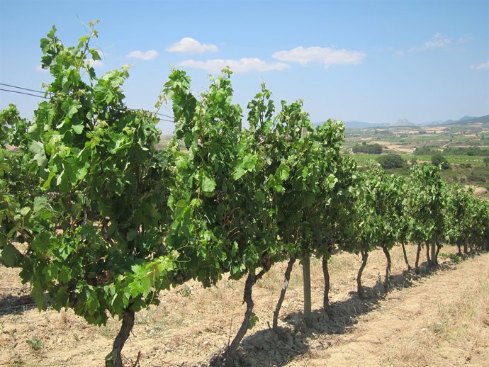 Vinyers
