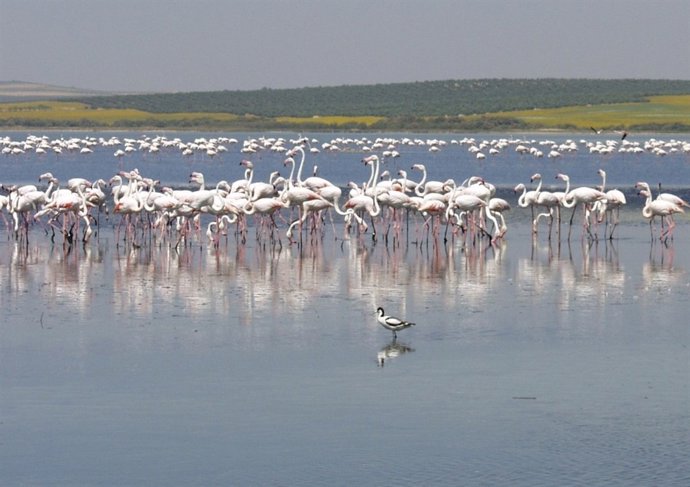 Flamencos en un humedal de Fuente Piedra