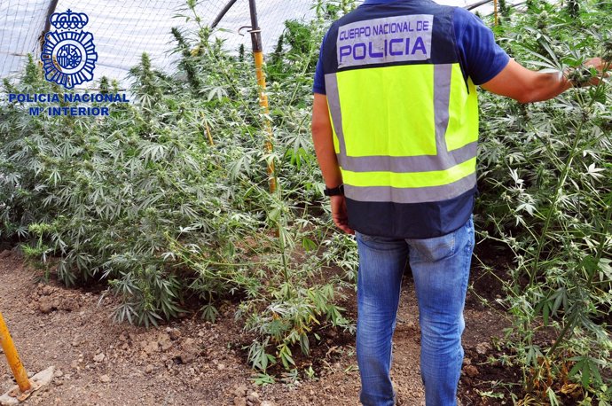 Desarticulada una plantación de marihuana cerca de Pruna (Sevilla)