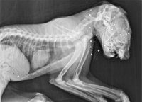 Aparece en Jaén el cadáver del segundo lince muerto por disparo en Andalucía en un mes