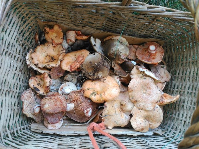 Jornadas Micológicas de las Cinco Villas 