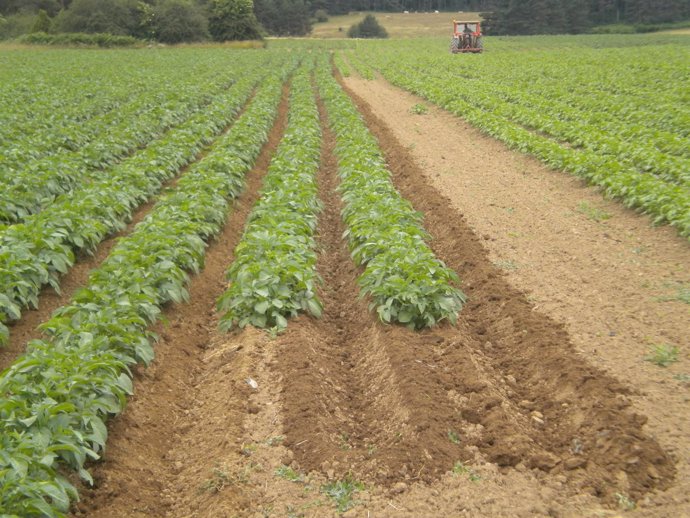 Cultivo de patata de siembra ecológica en Erremendia