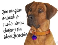 Colmenar regalará chapas y carnés identificativos a vecinos que inscriban a sus mascotas en el registro