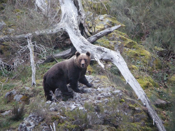 Oso Pardo.