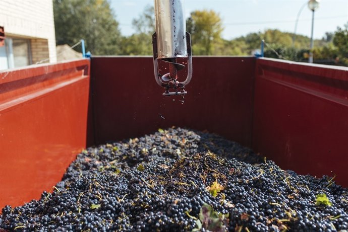Uvas en un remolque antes de pasar por bodega