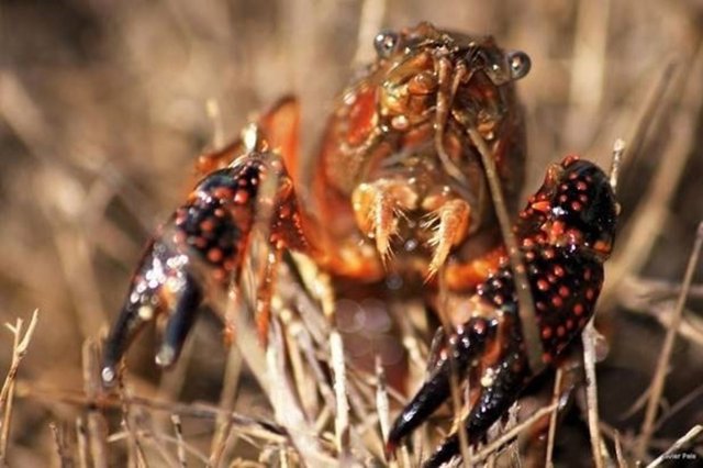 Cangrejo de río español