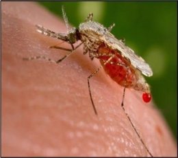 Mosquito Anopheles, malaria