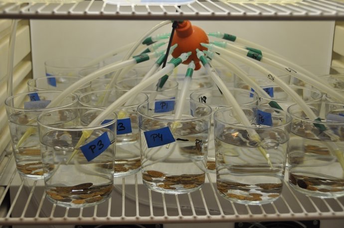 Investigadors analitzen en el laboratori l'efecte de contaminants en anfípodes