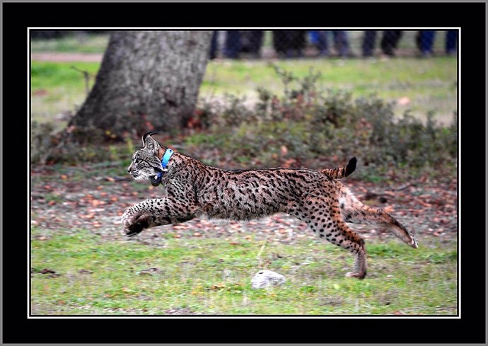 Lince Ibérico