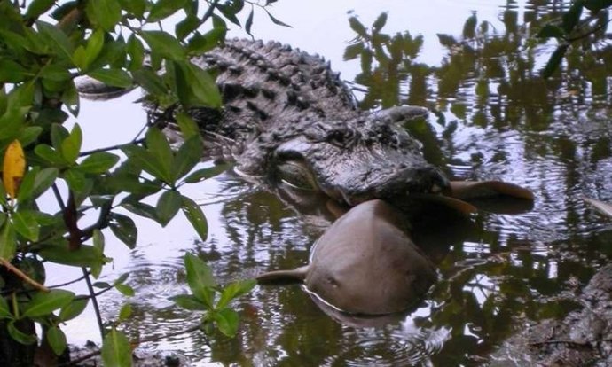 Caimán devorando una especie de pequeño tiburón