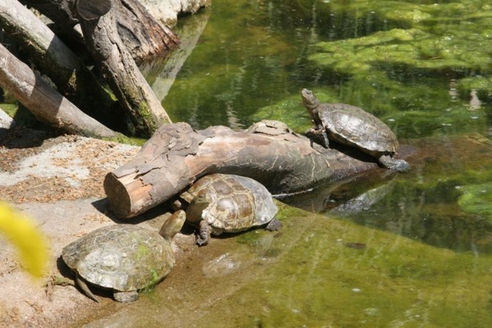 Tortugues alliberades al Delta del Llobregat