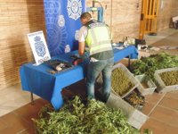 Localizan una plantación de marihuana oculta entre limoneros en Cártama y detienen a su propietario