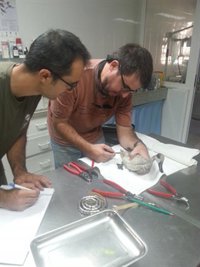 Liberados 25 ejemplares de cerceta pardilla en el Parque Natural de S'Albufera