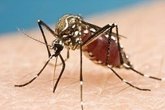 Foto: El Ministerio de Salud de Bolivia inicia una campaña a lucha contra el mosquito transmisor del Dengue y Zika