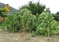 Detienen un hombre en Yeste (Albacete) e intervienen 13 plantas de marihuana en un maizal