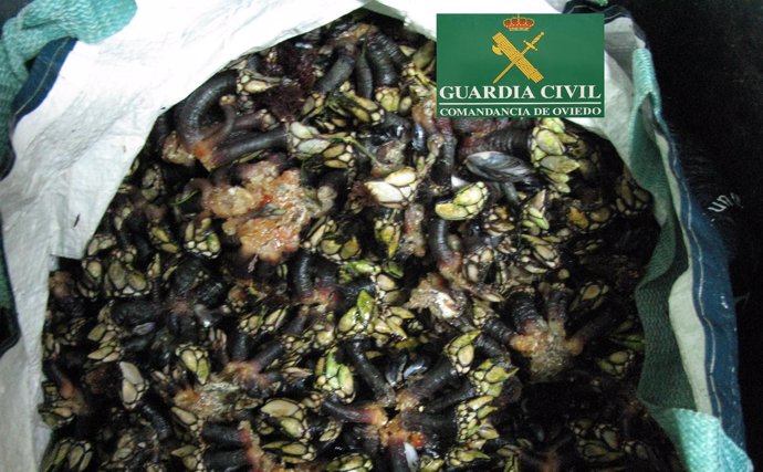 Percebes intervenidos por la Guardia civil.