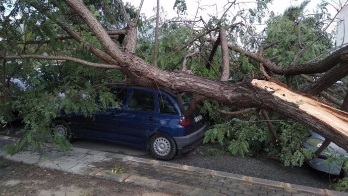 El árbol derribado en el polígono de Torrellano en Elche