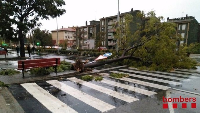 Pluja a Catalunya, arbre caigut, temporal