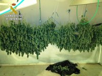 Cuatro detenidos por tráfico de drogas y cultivo de marihuana en Torrejón del Rey