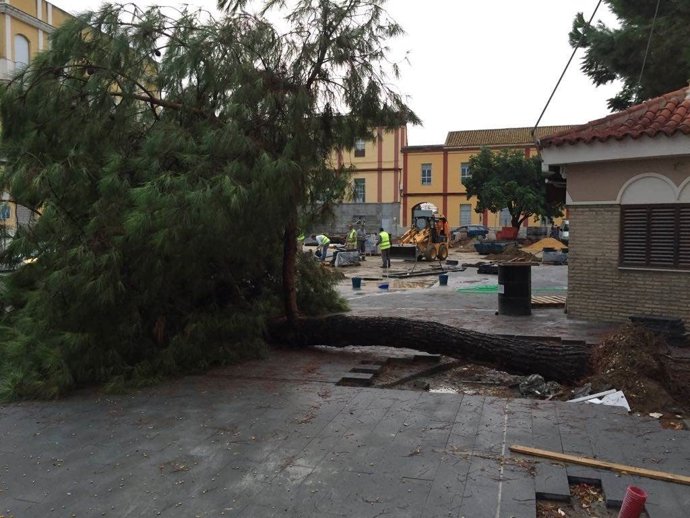 Np. Caída Pino Pío Xii