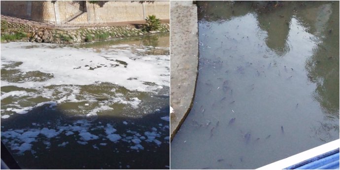 Imagen de la espuma y los peces muertos aparecidos en el río Segura
