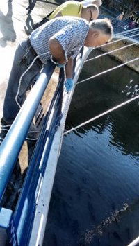 La CHS toma muestras en el río Segura en Murcia para investigar la aparición de espuma y peces muertos