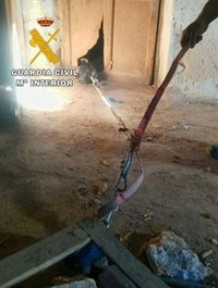 Investigado un varón por encerrar y abandonar a dos perros, de los cuales uno ha fallecido, en Arlanza