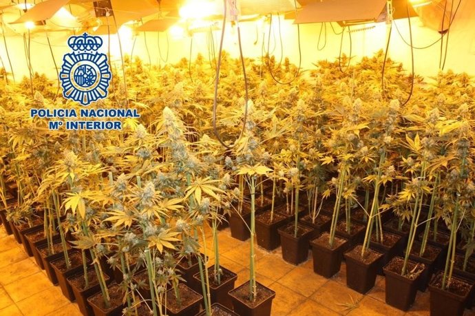 Nota De Prensa: La Policía Nacional Desmantela Una Plantación De Cannabis Sativa
