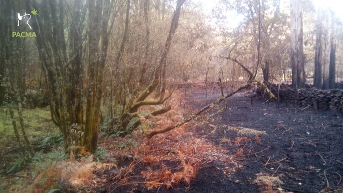 Áreas quemadas en Galicia en los incendios octubre de 2017