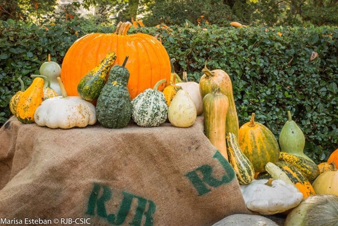 Muestra de calabazas en el Real Jardín Botánico