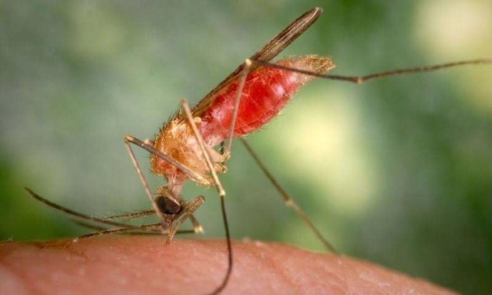 Mosquito anopheles gambiae 